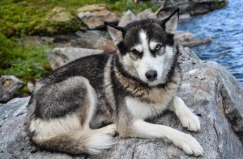 Faites le shampooing de votre chien 