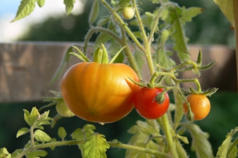 mildiou tomate mildiou tomate