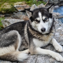 Faites le shampooing de votre chien 